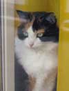 photo de Chat dans la pose du portrait
